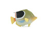 Fish, Saddleback Butterfly Fish, Museum Quality, Hand Painted, Rubber, Realistic Figure, Model, Replica, Toy, Kids, Educational, Gift,      3 1/2"     CH562 BB162