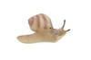 Snail, Land, Shelled Gastropod, Museum Quality, Rubber, Snail, Educational, Realistic, Hand Painted, Figure, Lifelike, Toy, Kids, Replica, Gift,    3 1/2"     CH570 BB162