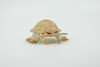 Isopod, Arthropods, Museum Quality, Hand Painted, Rubber, Crustaceans, Realistic, Figure, Toy, Kids, Educational, Gift,   2 1/2"    CH583 BB163 