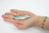 Fish, False albacore, Little tunny, Tuna, Bonita, Museum Quality, Hand Painted, Rubber, Educational, Realistic, Toy, Kids, Model, Educational, Gift,       4"    CH631 BB168