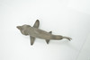 Basking Shark, Museum Quality, Hand Painted, Realistic, Rubber Fish, Figure, Model, Toy, Kids, Educational, Gift,     8 1/2"   CH670 BB170