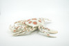 Crab, Calico, Spotted Leopard crab, Crustacean, Museum Quality, Hand Painted, Realistic, Rubber, Figure, Model, Toy, Kids, Educational, Gift,      8"      CH674 BB171