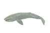 Gray Whale, Cetaceans, Grey Whale, Museum Quality, Hand Painted, Rubber, Realistic, Figure, Model, Replica, Toy, Kids, Educational, Gift,       12"        CH718 BB175  