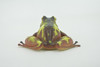Frog, Brown & Yellow, Amphibians, High Quality, Hand Painted, Rubber, Realistic, Model, Replica, Toy, Kids, Educational, Gift,      2 1/2"     RI31 B177  