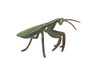 Praying Mantis, Mantodea,  Museum Quality, Rubber Insect, Design, Educational, Hand Painted, Figure, Lifelike Toy, Model, Figurine, Replica, Gift,   5"   CH302 BB181
