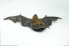 Bat Hand Puppet, Very Nice Plush Fruit Bat, Stuffed Animal, Educational, Realistic, Lifelike, Gift,      20"    FM25 B75