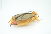 Cockroach, Palmetto bugs, Blattodea, Plush Roach Design, Educational, Figure, Replica, Gift,      8"   GM06 B87