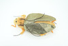 Cockroach, Palmetto bugs, Blattodea, Plush Roach Design, Educational, Figure, Replica, Gift,      8"   GM06 B87