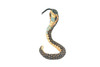 Cobra Snake, Naja, Very Nice Plush, Stuffed Reptile, Educational, Realistic Figure, Lifelike Model, Replica, Gift, 12" WR22 BB316
