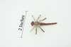 Dragonfly, Very Nice Rubber Insect, Educational, Realistic Hand Painted, Figure, Lifelike Model, Figurine, Replica, Gift,   2"   US15 B44