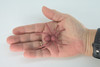 Spider, Very Nice Rubber Insect, Educational, Realistic Hand Painted, Figure, Lifelike Model, Figurine, Replica, Gift,     2"   US17 B44