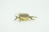 Fly, Houseflies, Very Nice Rubber Insect, Educational, Realistic Hand Painted, Figure, Lifelike Model, Figurine, Replica, Gift,     2"   US22 B44