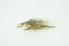 Fly, Houseflies, Very Nice Rubber Insect, Educational, Realistic Hand Painted, Figure, Lifelike Model, Figurine, Replica, Gift,     2"   US22 B44