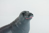 Seal, High Quality, Soft Rubber Pinniped, Hand Painted, Realistic, Toy Figure, Model, Replica, Kids, Educational,  10 Inches Long, 6 Inches Tall.