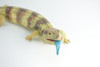 Blue Tongue Skink, High Quality, Hard Rubber Lizard, Hand Painted, Realistic Reptile, Toy Figure, Model, Replica, Kids, Educational, 15 Inches.