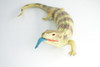 Blue Tongue Skink, High Quality, Hard Rubber Lizard, Hand Painted, Realistic Reptile, Toy Figure, Model, Replica, Kids, Educational, Gift,    15"   IM11 B657