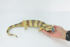 Blue Tongue Skink, High Quality, Hard Rubber Lizard, Hand Painted, Realistic Reptile, Toy Figure, Model, Replica, Kids, Educational, Gift,    15"   IM11 B657