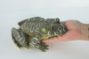 Bull Frog, High Quality, Hand Painted, Hard Rubber Frog, Realistic Amphibian, Toy Figure, Model, Replica, Kids, Educational, 9 Inches.