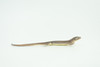 Common Grass Lizard, Educational, Hand Painted, Rubber Reptile, Museum Quality, Diorama, Toy, Kids, Gift,  4 Inches.  CH744 BB184 