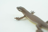 Common Grass Lizard, Educational, Hand Painted, Rubber Reptile, Museum Quality, Diorama, Toy, Kids, Gift,  4 Inches.  CH744 BB184 