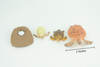 Sea Turtle Life Cycle, Loggerhead, 4 Piece Set, Museum Quality, Hand Painted, Educational, Rubber, Realistic, Toys, Kids, Gift,   3 1/4 Inches.  CH759 BB191