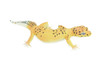 Leopard Gecko, Museum Quality, Educational, Hand Painted, Rubber Lizard, Realistic Reptile, Diorama, Toy, Kids, Gift, 7 Inches. CH786 BB185