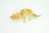 Leopard Gecko, Museum Quality, Educational, Hand Painted, Rubber Lizard, Realistic Reptile, Diorama, Toy, Kids, Gift,   7 Inches.  CH786 BB185