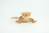 Crested Gecko, Eyelash Gecko, Museum Quality, Educational, Hand Painted, Rubber Lizard, Realistic Reptile, Diorama, Toy, Kids, Gift,   5 1/2 Inches.  CH792 BB186