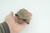 Tortoise, Museum Quality, Educational, Hand Painted, Rubber, Galapagos Giant Tortoise, Realistic Reptile, Diorama, Toy, Kids, Gift, 5 Inches. CH818 BB189