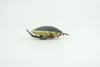 Yellow edged predacious diving beetle, Hand Painted, Museum Quality, Educational, Rubber Insect, Very Realistic, Diorama, Toy, Kids, Gift,   2 1/4 Inches.  CH857 BB198 