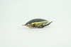 Yellow edged predacious diving beetle, Hand Painted, Museum Quality, Educational, Rubber Insect, Very Realistic, Diorama, Toy, Kids, Gift,   2 1/4 Inches.  CH857 BB198 