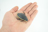 Yellow edged predacious diving beetle, Hand Painted, Museum Quality, Educational, Rubber Insect, Very Realistic, Diorama, Toy, Kids, Gift, 2 1/4 Inches. CH857 BB198