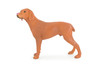 Vizsla Dog, Hand Painted, Educational, Museum Quality, Realistic, Rubber Canine, K9, Hungarian Pointer, Diorama, Figure, Toys, Kids, Gift, 7 Inches. CH877 BB200