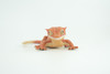 Crested Gecko, Eyelash Gecko, Museum Quality, Educational, Hand Painted, Rubber Lizard, Realistic Reptile, Diorama, Toy, Kids, Gift,   5 1/2 Inches.  CH902 BB202