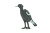 Magpie Bird, Hand Painted, Educational, High Quality Rubber Bird, Realistic, Diorama, Very Nice Design, Figure, Toys, Kids, Gift, 3 Inches. CH921 BB204