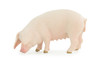 Pig, Sow, Museum Quality, Educational, Hand Painted, Rubber Animal, Female Pig, Realistic, Diorama, Very Nice Design, Toy, Kids, Gift, 3 1/2 Inches. CH954 BB209