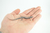 Lizard, Wall Skink, Hand Painted, Museum Quality, Educational, Rubber Reptile, Realistic, Diorama, Very Nice Design, Toys, Kids, Gift, 4 Inches. CH955 BB209