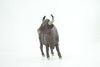 Gaur Bull, Brown, Museum Quality, Hand Painted, Educational, High Quality Rubber Cow, Realistic, Very Nice Design, Diorama, Toys, Kids, Gift,    6 Inches.  CH964 BB210 