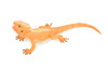 Rock Agama Lizard, (Agama lionotus) Hand Painted, Museum Quality, Solid Rubber Reptile, Educational, Realistic, Figure, Toy, Kids, Gift, 9 Inches. CH966 BB210