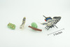 Butterfly Life Cycle, 4 Piece Set, Hand Painted, Educational, High Quality Rubber Insect, Realistic, Diorama, Figure, Toys, Kids, Gift, 3 Inches. CH982 BB214