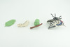 Butterfly Life Cycle,  4 Piece Set, Hand Painted, Educational, High Quality Rubber Insect, Realistic, Diorama, Figure, Toys, Kids, Gift,  3  Inches.   CH982 BB214
