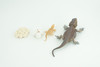 Bearded Dragon Life Cycle, 4 Piece Set, Hand Painted, Educational, High Quality Rubber Reptile, Realistic Lizard, Diorama, Figure, Toys, Kids, Gift,  5  Inches.   CH991 BB215