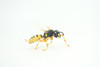 Hornet, Wasp, Life Cycle, 4 Piece Set, Hand Painted, Educational, High Quality Rubber Insect, Realistic, Diorama, Figure, Toys, Kids, Gift,  3  Inches.   CH995 BB215