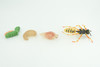 Hornet, Wasp, Life Cycle, 4 Piece Set, Hand Painted, Educational, High Quality Rubber Insect, Realistic, Diorama, Figure, Toys, Kids, Gift,  3  Inches.   CH995 BB215