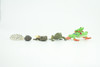 Red Eye Frog Life Cycle, 5 Piece Set, Hand Painted, Educational, High Quality Rubber Amphibian, Realistic Frog, Diorama, Figure, Toys, Kids, Gift,  2 1/2  Inches. CH998 BB215