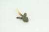 Horned Frog Life Cycle, 5 Piece Set, Hand Painted, Educational, High Quality Rubber Amphibian, Realistic Frog, Diorama, Figure, Toys, Kids, Gift,  2  Inches. CH999 BB215