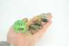 Horned Frog Life Cycle, 5 Piece Set, Hand Painted, Educational, High Quality Rubber Amphibian, Realistic Frog, Diorama, Figure, Toys, Kids, Gift, 2 Inches. CH999 BB215