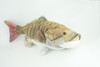Smallmouth Bass, Realistic Stuffed Plush Fish, Bronzeback, Brown bass, Smallie, Bronze Bass, Small Mouth, Educational, Toy, Kids, Gift,   17 Inches.  CC200 BB55 
