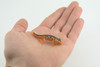 Eastern Orange Newt, Lizard, Rubber Reptile, Hand Painted, Educational, Realistic, Model, Replica, Toys, Kids, Gift, 2 1/2 Inches. WR38 B197