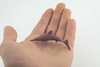 Pink Dolphin, Indo-Pacific humpback dolphin, Marine Mammal, Educational, Realistic, Diorama, Models, Replica, Toys, Kids, Gift, 2 1/2 Inches. CWG50 B197